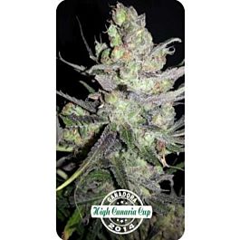 Dispensario Seeds Auto Clinical Feminized
