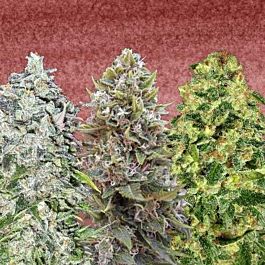 00 Seeds 00 Auto Feminized Collection #3