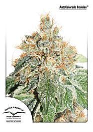 Dutch Passion AutoColorado Cookies Feminized