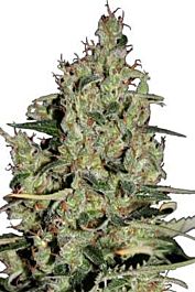 SEEDMAKERS Auto Critical Feminized