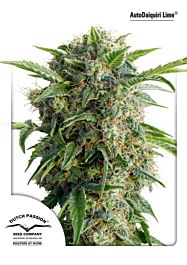 Dutch Passion AutoDaiquiri Lime Feminized