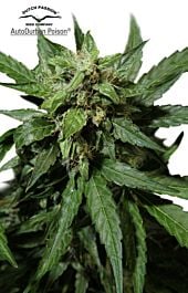 Dutch Passion AutoDurban Poison Feminised