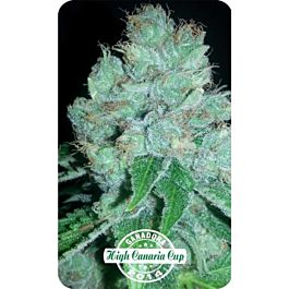 Dispensario Seeds Auto Eter Express Feminized