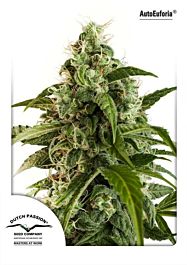 Dutch Passion Auto Euforia Feminized
