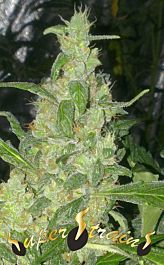 Super Strains Turing Autoflowering Feminized