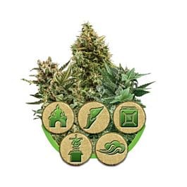 Royal Queen Seeds Autoflowering Seeds Mix