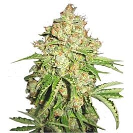 Serious Seeds White Russian Auto Feminized