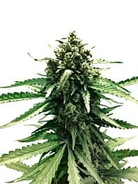 Dutch Passion Frisian Dew Auto-flowering Feminised