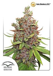 Dutch Passion Glueberry OG Auto Feminized Seeds 