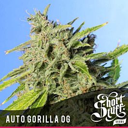 Short Stuff Seeds Auto Gorilla OG Feminized