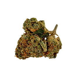 Top Shelf Elite Auto Gorillagasm Feminized