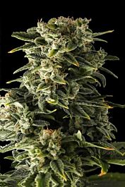 Female Seeds Auto Haze Feminized