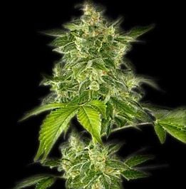 The Bulldog Seeds AutoFlower Haze Feminized