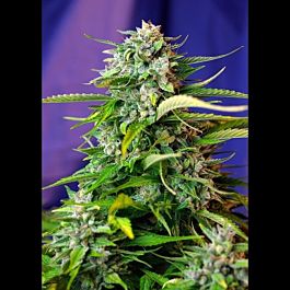 Sweet Seeds Auto Jack 47 Feminised