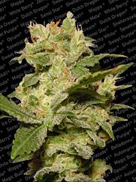 Paradise Seeds Auto Jack Autoflowering Feminised
