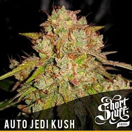 Short Stuff Seeds Auto Jedi Kush Feminized