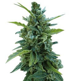 Paradise Seeds Automaria II Autoflowering Feminised
