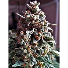 Critical Mass Collective Auto Massassin Feminized