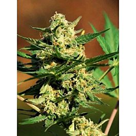 Critical Mass Collective Auto Masszar Feminized