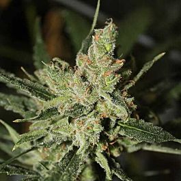 Green Label Automatic Amnesia Feminized
