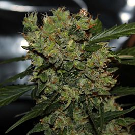 Green Label Automatic Mega Bud Feminized