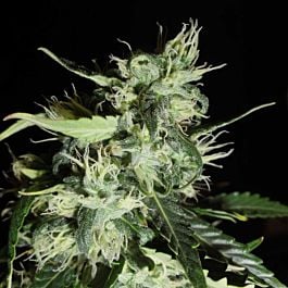 Green Label Automatic Widow Feminized