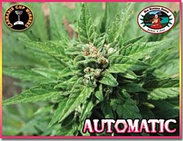 Big Buddha AUTOMATIC Feminised