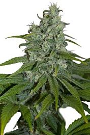 SEEDMAKERS Automax Autoflowering Feminized
