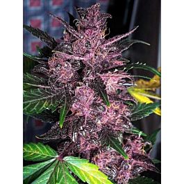 Critical Mass Collective Auto Mendo Mass Feminized