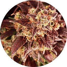 Top Tao Seeds Auto Mix Regular