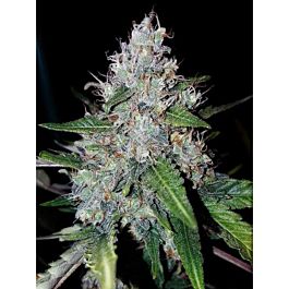 Critical Mass Collective Auto Monster Mass Feminized