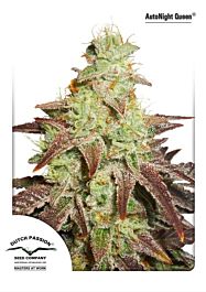 Dutch Passion AutoNight Queen Feminized