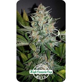 Dispensario Seeds Auto NL Aurora Feminized