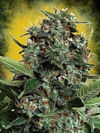 Ministry of Cannabis Autopilot XXL Feminized