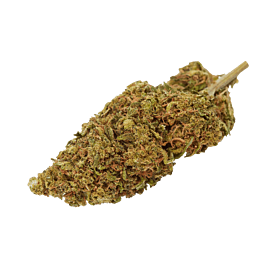 Top Shelf Elite Auto Pineapple Crack Feminized