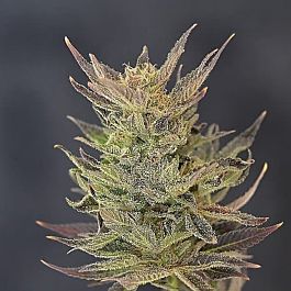 710 Purps Autoflowering Feminized