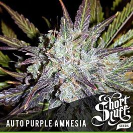 Short Stuff Seeds Auto Purple Amnesia Feminized