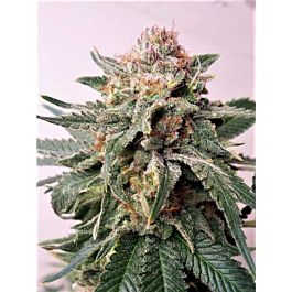 Critical Mass Collective Auto Purple Skunk Mass Feminized