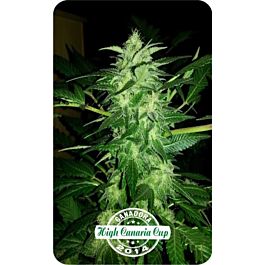 Dispensario Seeds Auto Relax Feminized