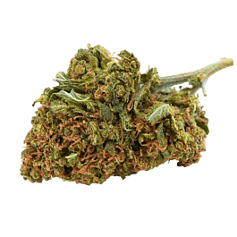 Top Shelf Elite Auto San Francisco Sour Dough Feminized