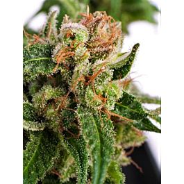 Critical Mass Collective Auto Sour Melon Mass Feminized
