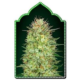 00 Seeds Auto Sweet Critical Feminized