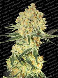 Paradise Seeds Auto Wappa Autoflowering Feminised