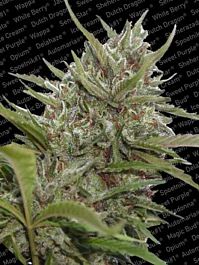 Paradise Seeds Auto Whiteberry Autoflowering Feminised