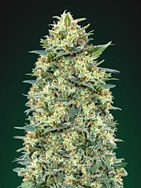 00 Seeds Auto White Widow Feminized
