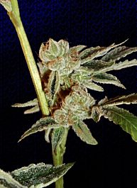 Big Buddha BadAzz Cheese Feminised