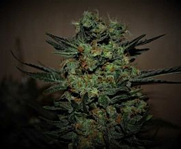 Kalashnikov Seeds Baikal Express Feminized