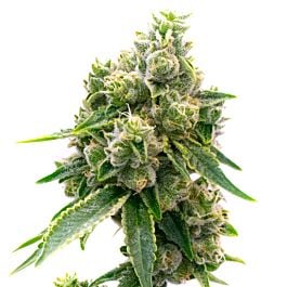 Baked Apple Feminized Cannabis Seeds - Homegrown Cannabis Co.