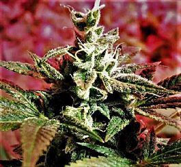 Holy Smoke Seeds Banana Bread Feminized