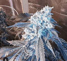 Dankonomics Genetics Banana Stardawg Regular